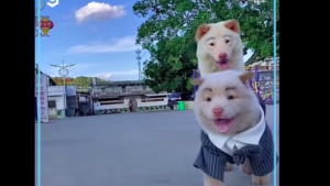 Descubre el mejor maquillaje para tu perro y sorpréndete con su nuevo look.