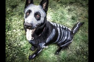 Descubre los secretos del maquillaje para perros: Tips y consejos