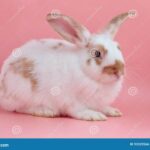 Descubre divertidos y creativos maquillajes de conejo para niños