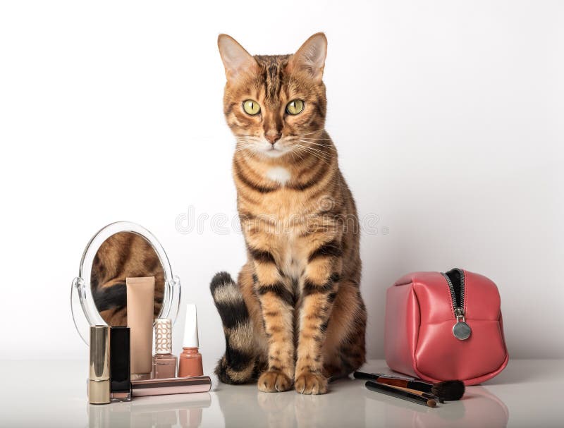Maquillaje artístico de gatito: transforma tu rostro en un felino encantador