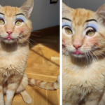 Consigue un maquillaje de gato chico purrrfecto y divertido!