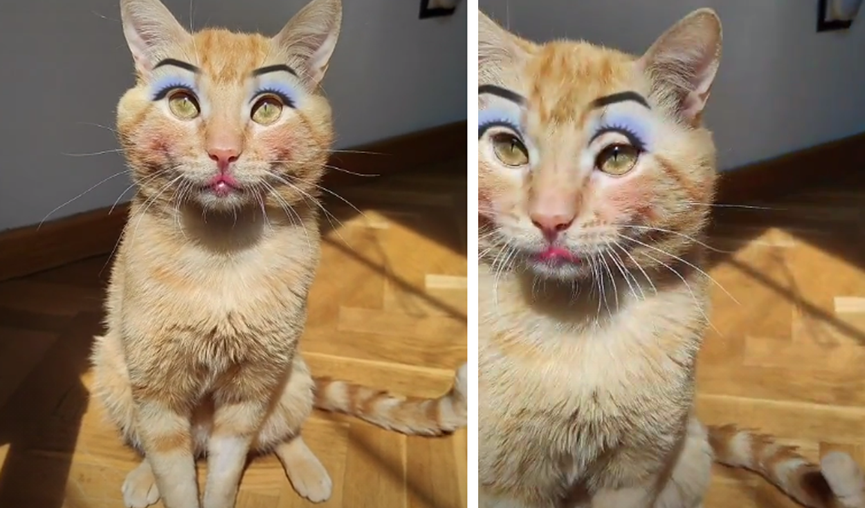Consigue un maquillaje de gato chico purrrfecto y divertido!