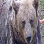 Descubre el mejor maquillaje para transformarte en un oso – Encuentra los productos y técnicas perfectas para tu look de oso – Entra y sorpréndete con los resultados asombrosos.