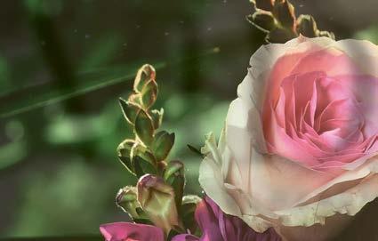 ¿Vale la pena invertir en Fresh Skincare? Descubre la respuesta aquí